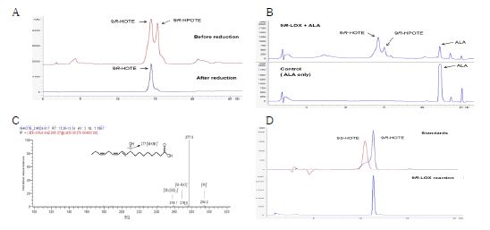 Fig. 11. Identification and analysis of reaction product of 9R-LOX by HPLC and LC-MS/MS. (A) Reversed-phase HPLC for 9R-HPOTE and reduced 9R-HOTE formation from ALA. (B) Reversed-phase HPLC for 9R-HOTE formation and substrate (ALA) reduction. The control reaction was carried out without the addition of 9R-LOX. (C) LC-MS/MS of converted product by 9R-LOX. (D) Chiral-phase HPLC for 9R-HOTE