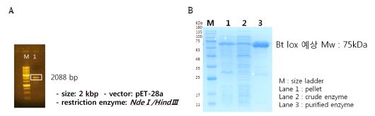 Fig. 17. Gene of lipoxygenase from B. thailandensis (A) and its expression (B).