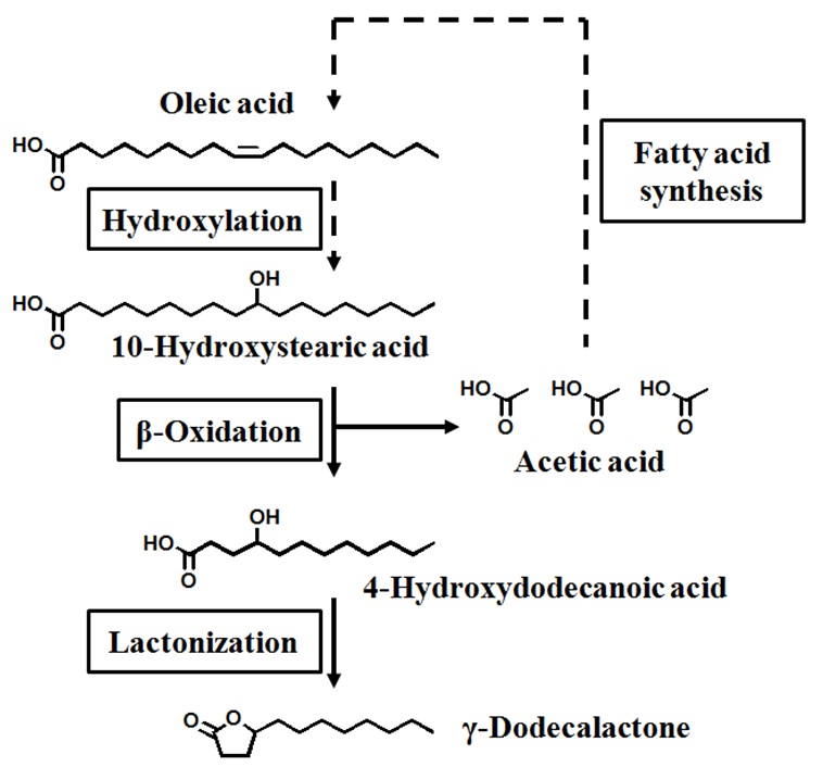 Fig. 1. Proposed metabolic pathway from 10-hydroxystearic acid to γ-dodecalactone by yeast.