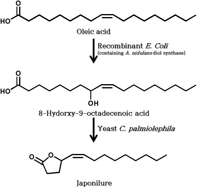 Fig. 25. Scheme of conversion linoleic acid to Japonilure