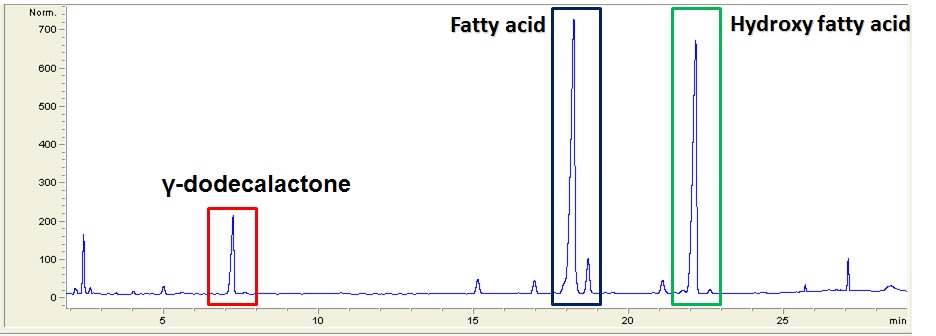 Fig. 5. Analysis of γ-dodecalactone conversion yields from 10-hydroxystearic acid