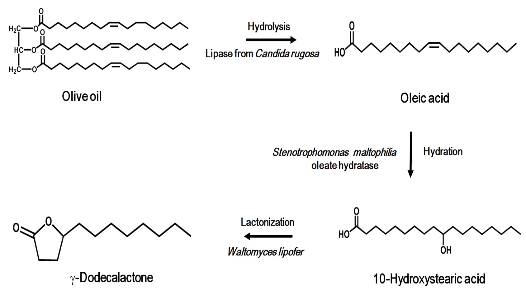 Fig. 6. Production of γ-dodecalactone from olive oil by C. rugosa lipase, S. maltophilia oleate hydratase, and whole cells of W. lipofer via oleic acid and 10-hydroxy stearic acid