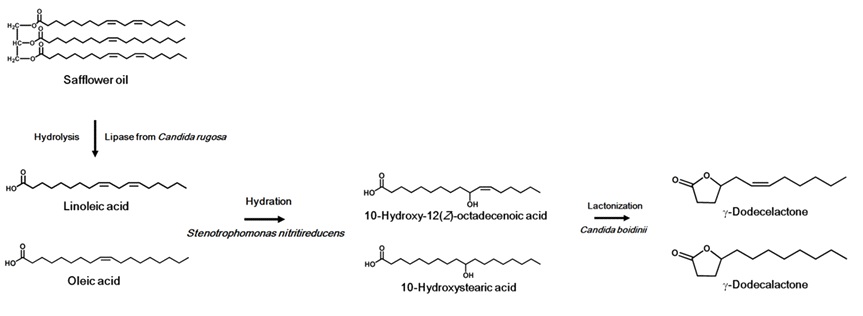 Fig. 7. Production of γ-lactones from safflower oil by lipase and whole cells of S. nitritireducens and C. boidinii via fatty acids and hydroxy fatty acids