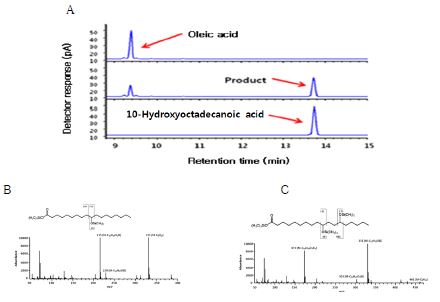 Fig. 2. Gas chromatography and gas chromatography/mass spectroscopy (GC/MS) analysis of purified hydroxy fatty acid products