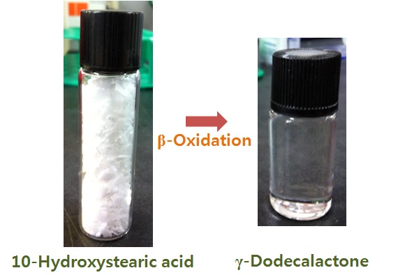 Fig. 5. 정제된 고순도 ϒ-dodecalactone