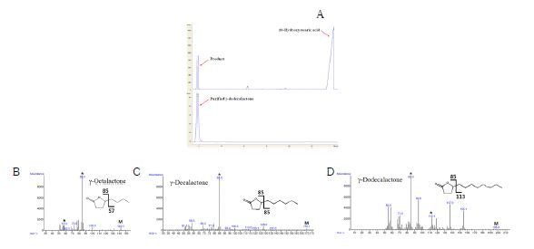 Fig. 6. Gas chromatography and gas chromatography/mass spectroscopy (GC/MS) analysis of purified γ-lactone products