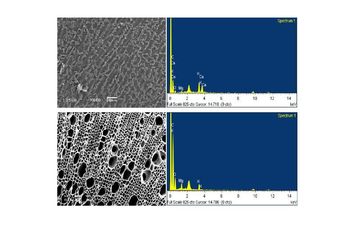 Fig. 3-13. SEM 및 EDS를 이용한 참깻대 원재료와 biochar 표면 관찰 및 원소함량