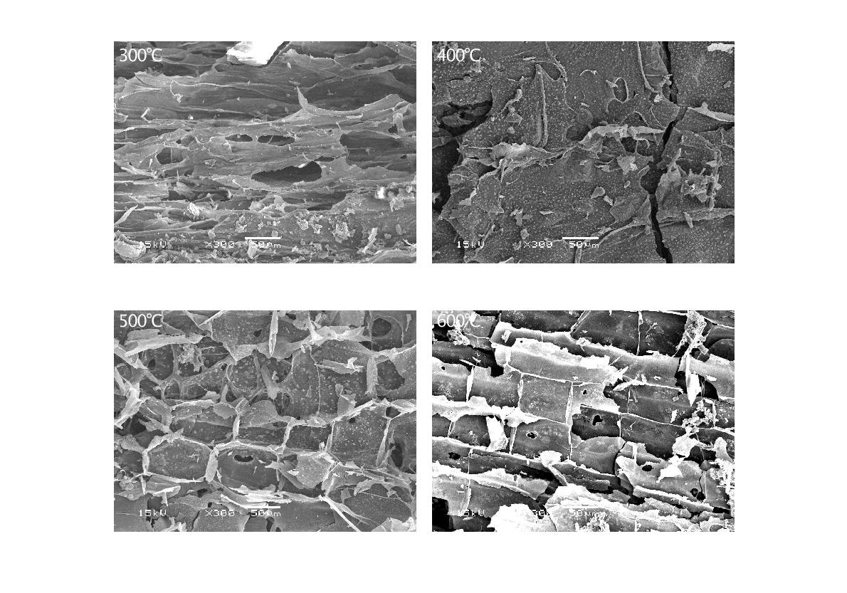 Fig. 3-93. 열분해 온도에 따른 담뱃대 biochar의 SEM 사진.