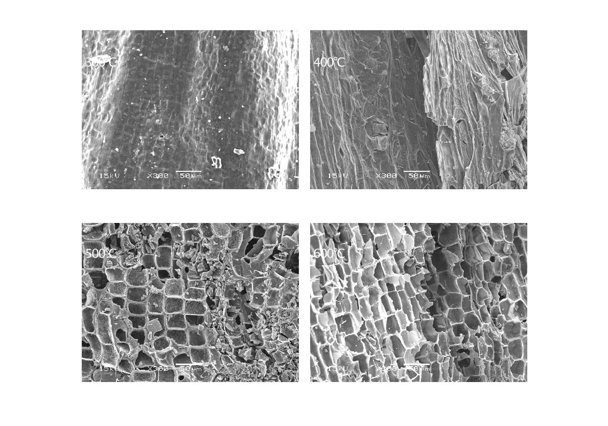 Fig. 3-99. 열분해 온도에 따른 배나무 전정지 biochar의 SEM 사진.