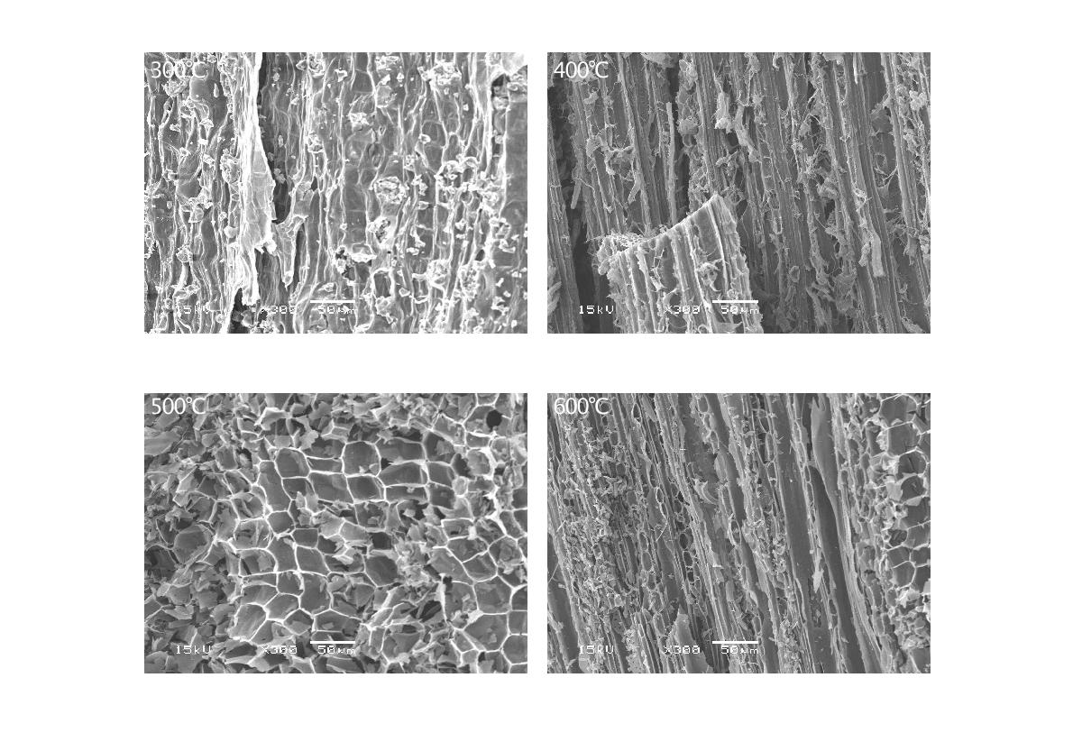 Fig. 102. 열분해 온도에 따른 복숭아나무 biochar의 SEM 사진