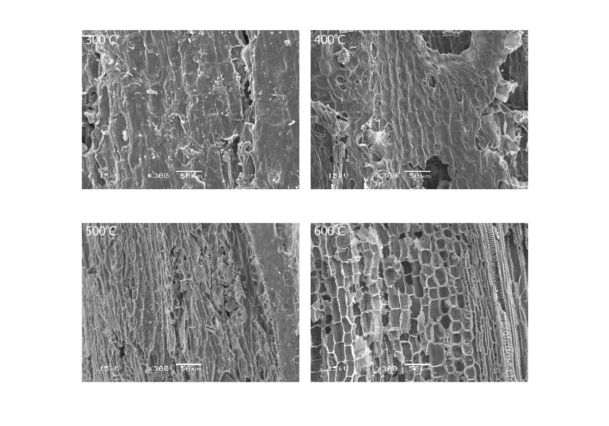 Fig. 3-105. 열분해 온도에 따른 사과나무 전정지 biochar의 SEM 사진.