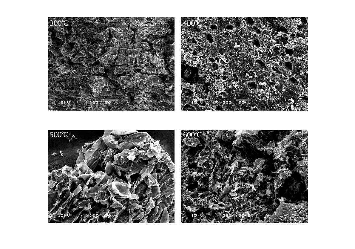 Fig. 3-111. 열분해 온도에 따른 솔방울 biochar의 SEM 사진.