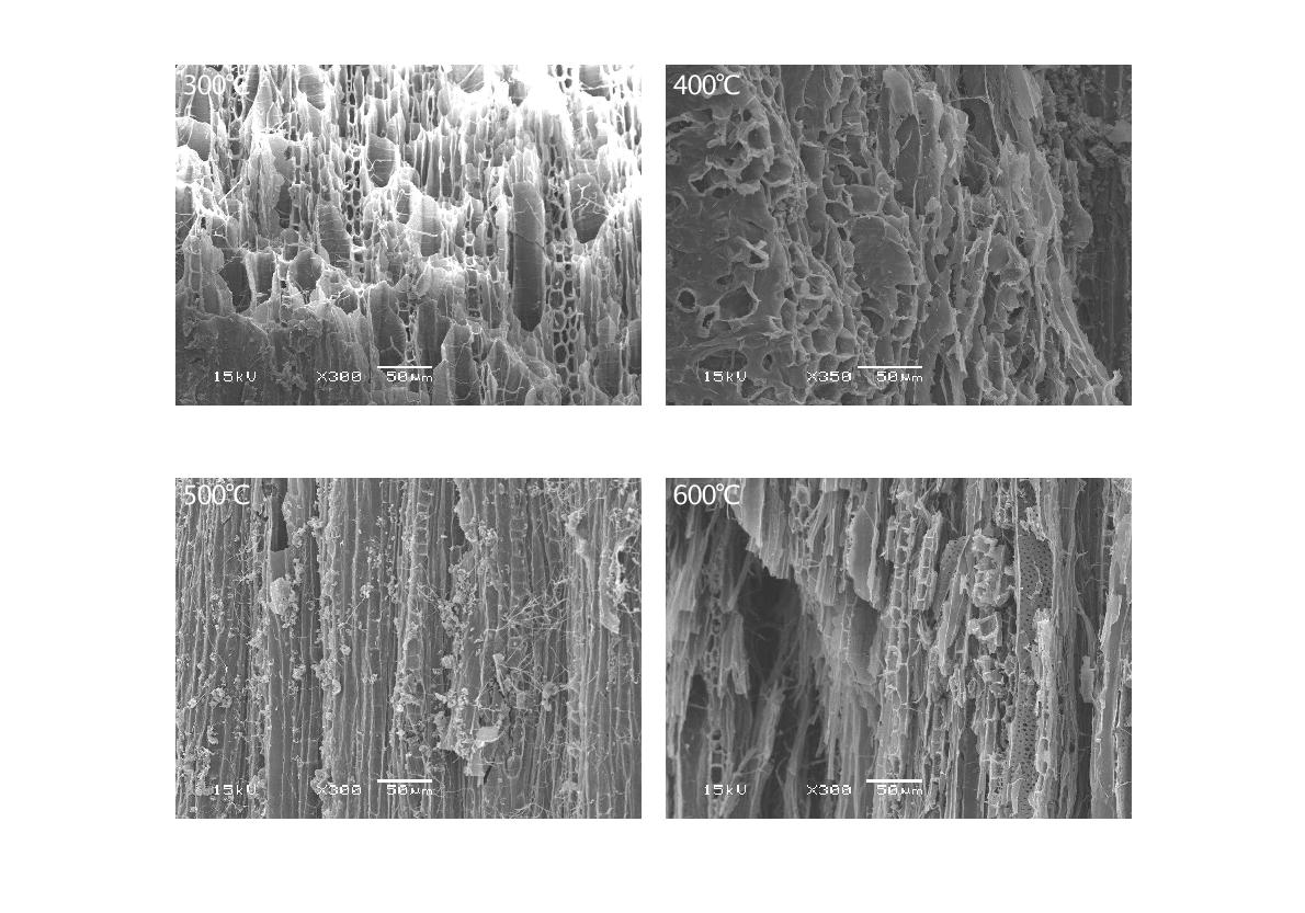 Fig. 3-117. 열분해 온도에 따른 벚꽃나무 가지 biochar의 SEM 사진.