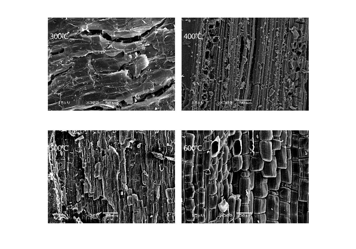 Fig. 124. 열분해 온도에 따른 대나무대 biochar의 SEM 사진