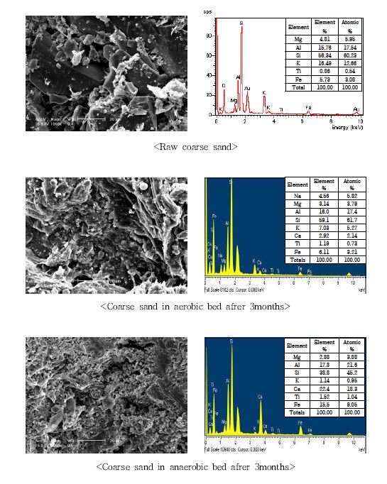 Fig. 3-182. 소형 인공습지에서 하수처리시일에 따른 왕사의 SEM 및 EDS 결과.