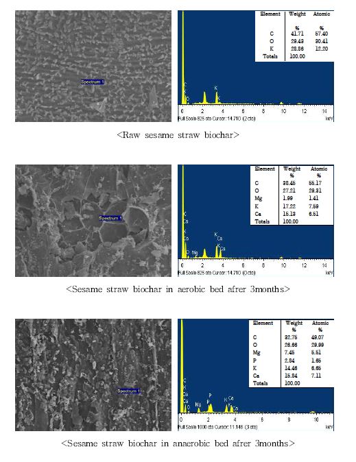 Fig. 3-183. 소형 인공습지에서 하수처리시일에 따른 참깻대 biochar의 SEM 및 EDS 결과.