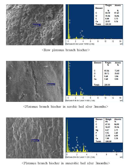 Fig. 3-184. 소형 인공습지에서 하수처리시일에 따른 플라타나스 biochar 의 SEM 및 EDS 결과.