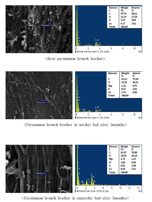 Fig. 3-185. 소형 인공습지에서 하수처리시일에 따른 감나무가지 biochar의 SEM 및 EDS 결과.