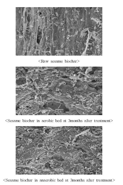 Fig. 3-192. 인공습지 하수처리장치에서 시기별 참깨 biochar의 부착미생물 관찰.