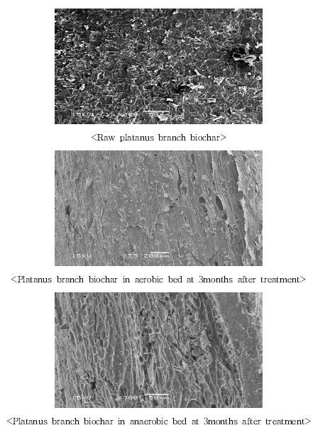 Fig. 3-193. 인공습지 하수처리장치에서 시기별 플라타나스 가지 biochar의 부착미생물 관찰.