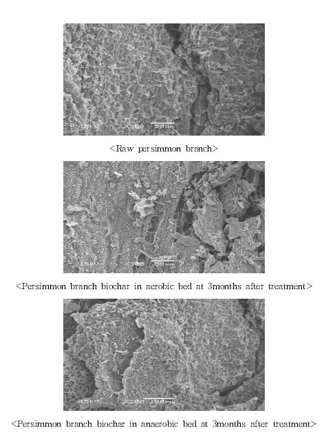 Fig. 3-194. 인공습지 하수처리장치에서 시기별 감나무 가지 biochar의 부착미생물 관찰.