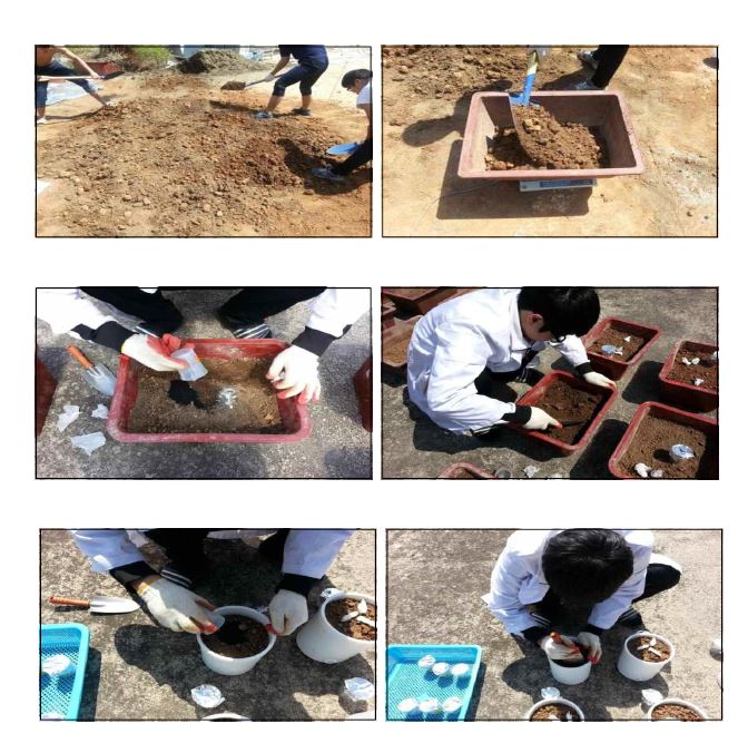 Fig. 3-278. Biochar 토양개량제를 처리한 포트실험 시험전경.