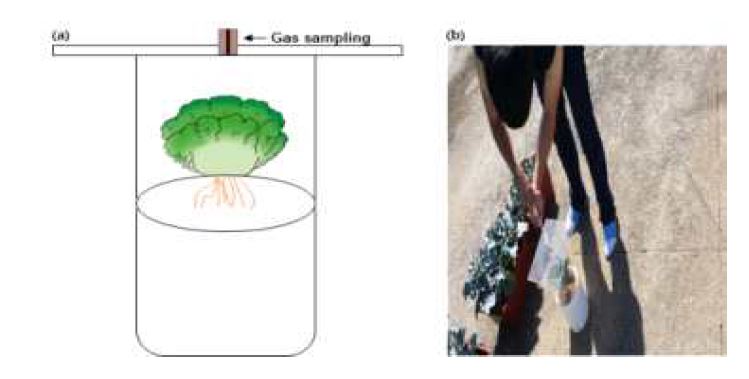 Fig. 3-279. 온실가스 채취를 위한 챔버 (a) 및 온실가스 채취 전경 (b).