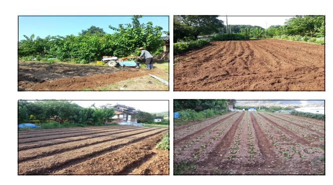 Fig. 3-281. Biochar 시용수준에 따른 배추재배 전경