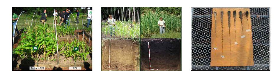 Fig. 1-8. Biochar 적용 여부에 따른 작물의 생육특성 비교