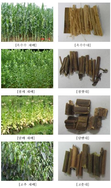 Fig. 3-6. 농업부산물 종류별 생육전경 및 채취된 실험재료