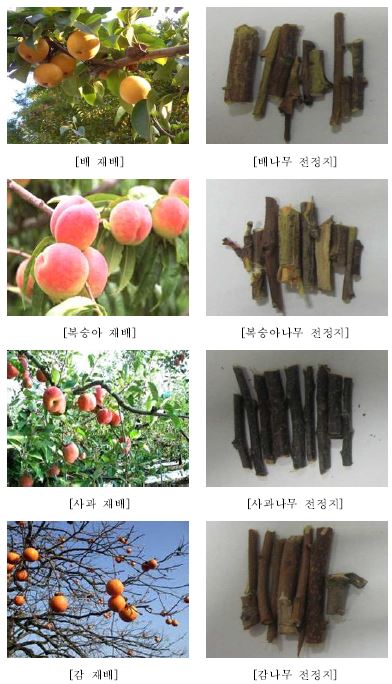 Fig. 3-7. 농업부산물 종류별 생육전경 및 채취된 실험재료