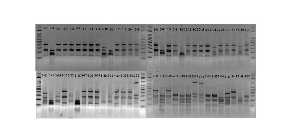 16S rRNA gene-ARDRA fingerprinting 패턴 분석