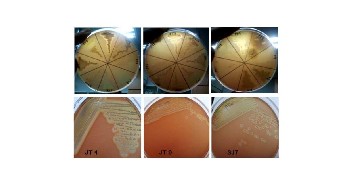 새우 젓갈에서 분리한 Photobacterium strain들의 용혈활성 확인 결과