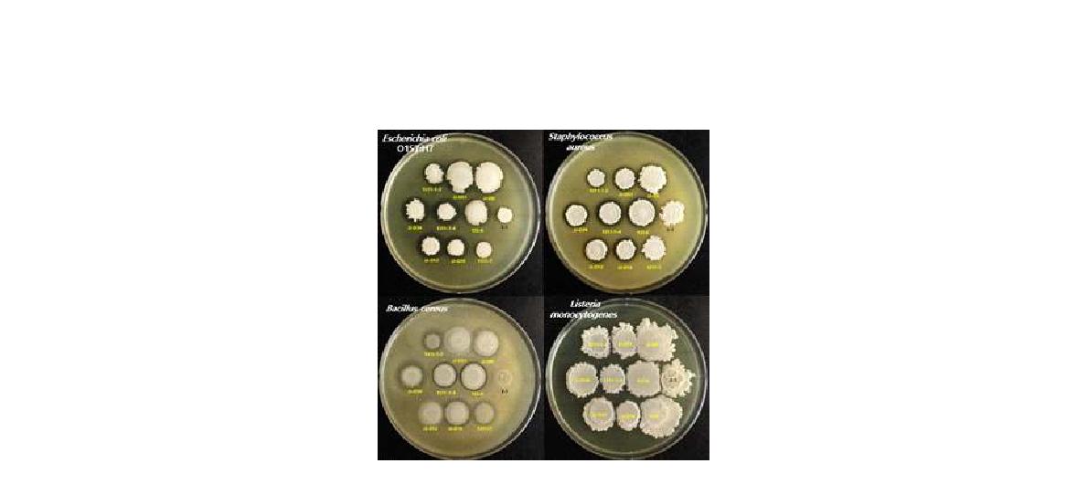 1차 선별한 Bacillus의 antimicrobial activity (항균활성) test