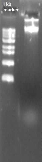 B. methylotrophicus JJ-D34 의 전체 유전체 분석을 위한 DNA 추출 전기영동 결과