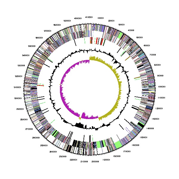 B. methylotrophicus JJ-D34의 지놈 유전자 지도