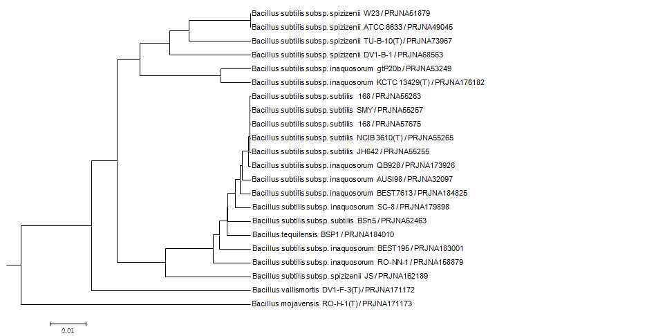 Bacillus subtilis의 genome tree