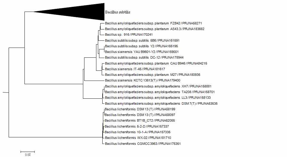 Bacillus licheniformis의 genome tree