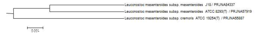 L. mesneteroides의 genome tree