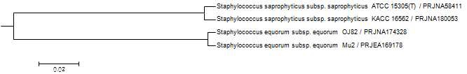 S. saprophyticus의 genome tree