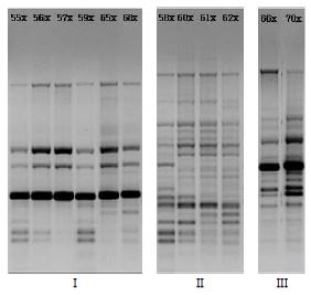 AP-PCR의 전기영동 결과를 바탕으로 한 grouping 결과 예시 Group I, W. cibaria; Group II, Lb. curvatus; Group III, Lb. plantarum