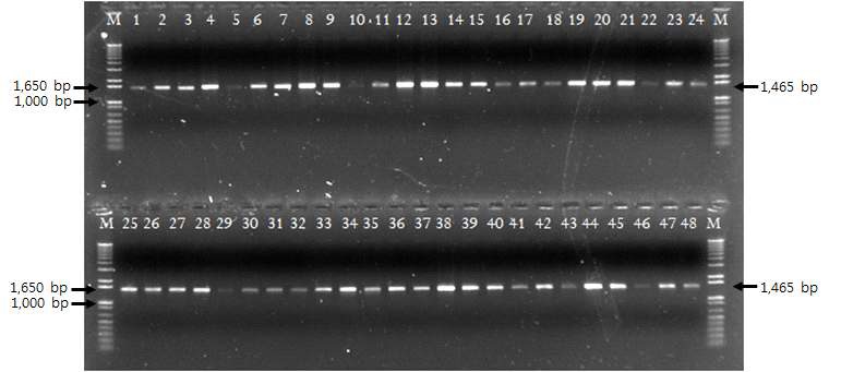 분자생물학적 동정을 위한 16S rRNA PCR products의 전기영동 결과