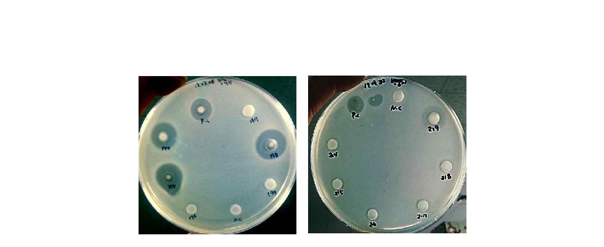 지표균주(M. leuteus)를 활용한 박테리오신 생산능 보유 발효균주의 확인 및 선발
