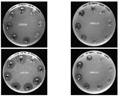 최종선발된 발효균주유래 박테리오신 유사물질의 pH 안정성 비교
