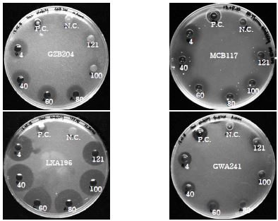 최종선발된 발효균주유래 박테리오신 유사물질의 열 안정성 비교
