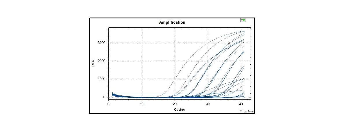 *Real-time PCR의 amplification graph 예시