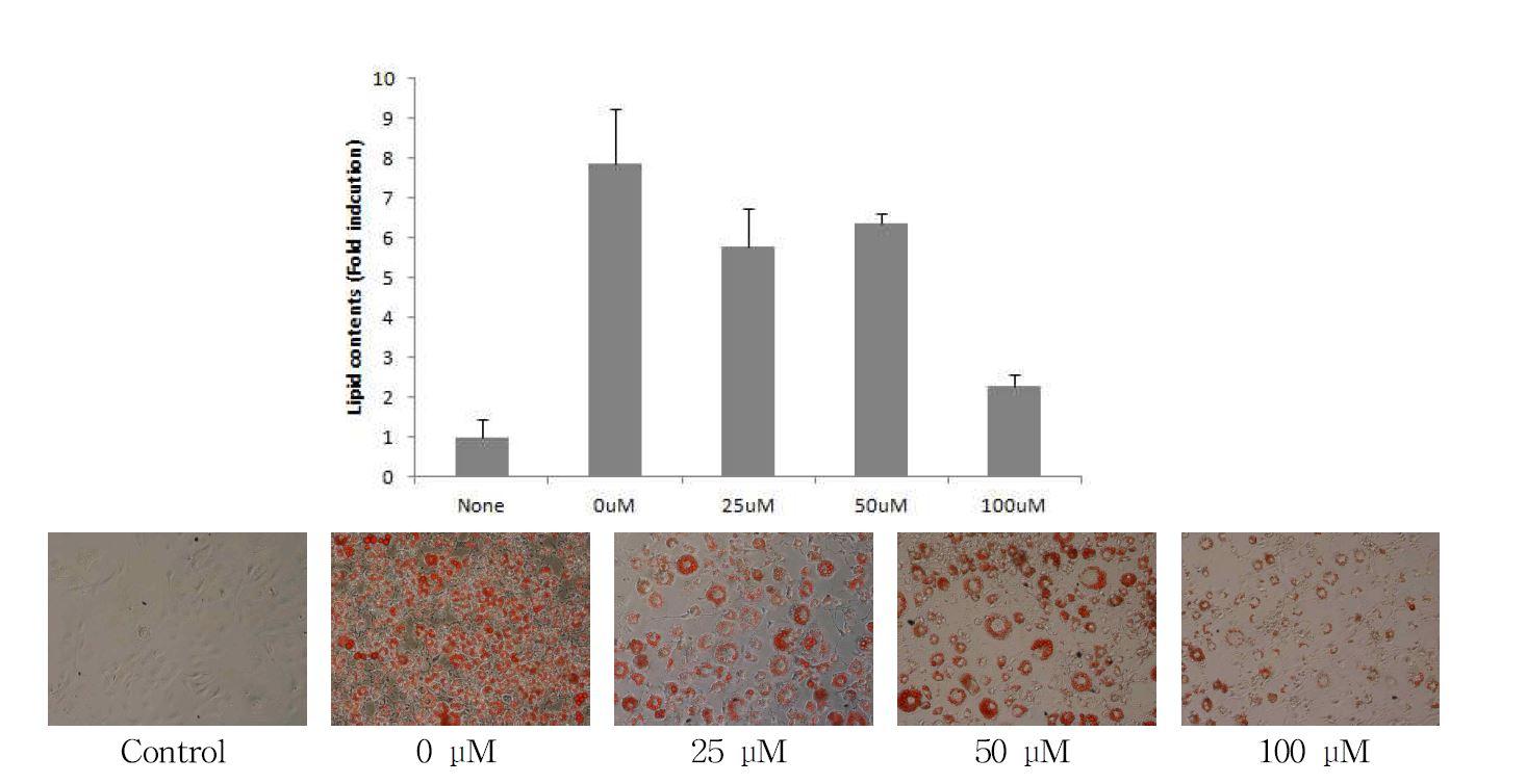 Effect of G49-17-12C isolated from Ligularia fischeri on lipid accμMulation in 3T3-L1 cells.