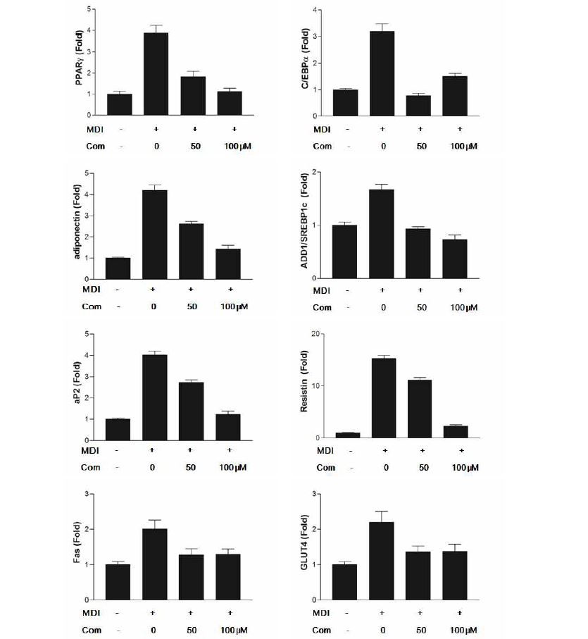 Effect of G49-17-12C compound on expression of adipogenic factors in 3T3-L1 cells.