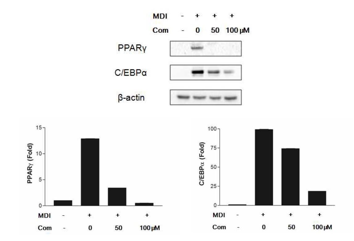 Effect of G49-17-12C compound on expression of PPARγ and CEBPα in 3T3-L1 cells