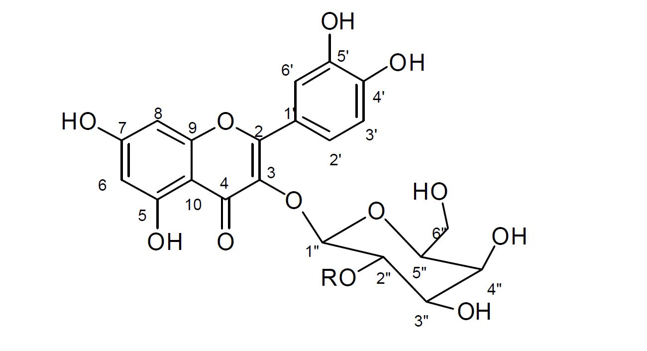 2-acetyl hyperoside의 구조